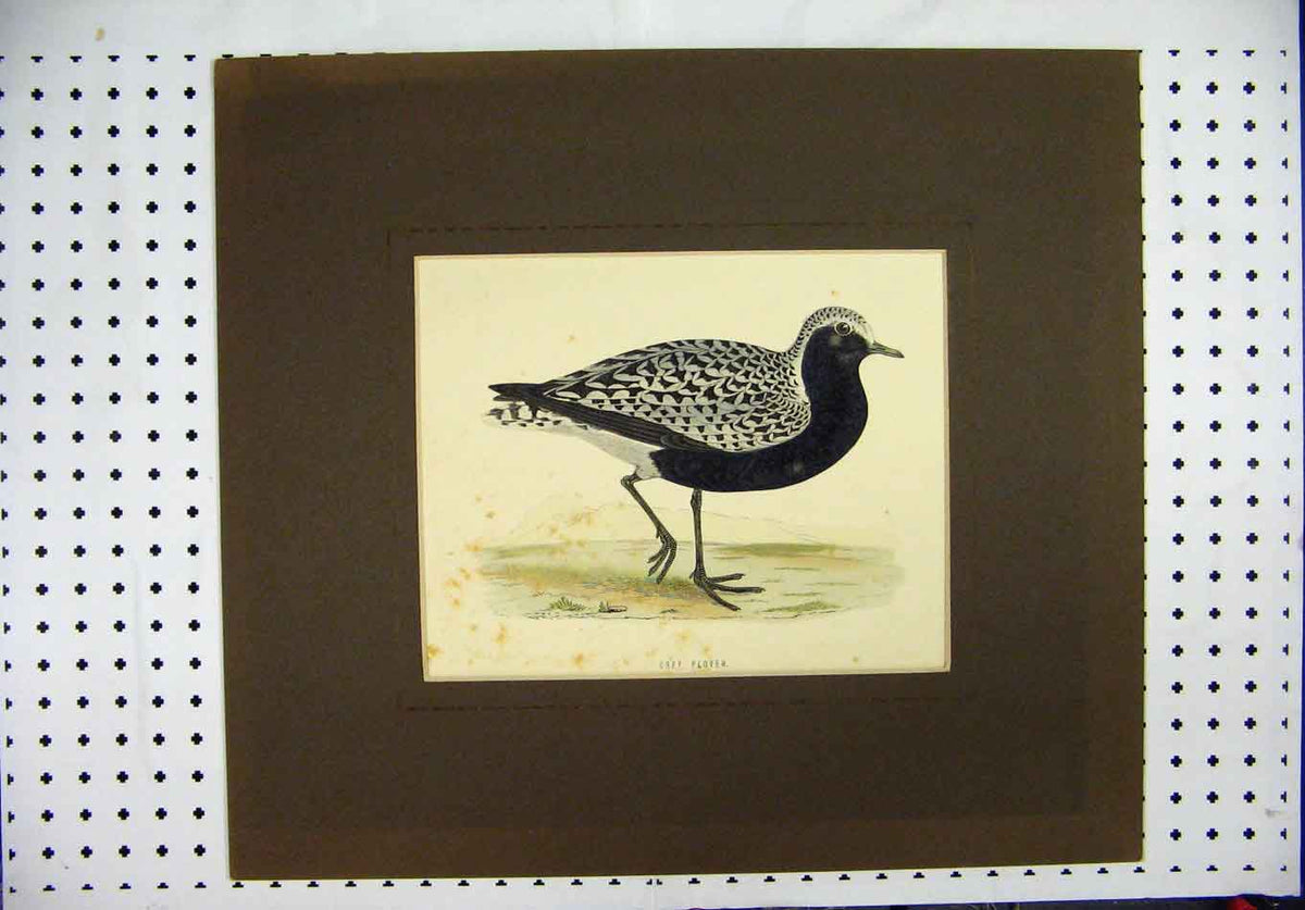 Original Old Antique Print C1870 Wildlife Bird Grey Plover Black White Colour
