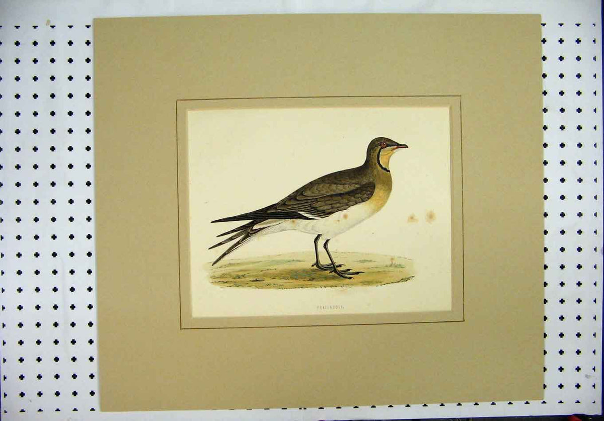 Original Old Antique Print Colour C1870 Bird Pratincole Brown Wildlife Scene