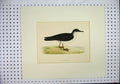 Original Old Antique Print Colour C1870 Black White Bird Manx Shearwater 19th