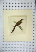 Original Old Antique Print Colour Brown White Bird Sitting Branch C1870 19th