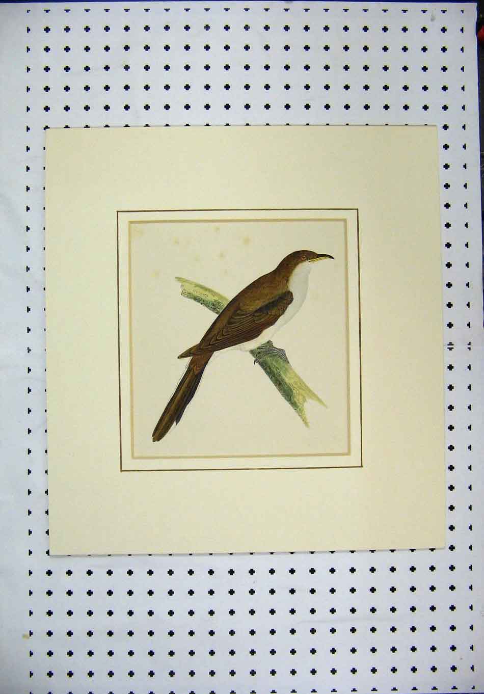 Original Old Antique Print Colour Brown White Bird Sitting Branch C1870 19th