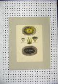 Original Old Antique Print 1869 Caryophyllia Borealis Colour Plants Victorian