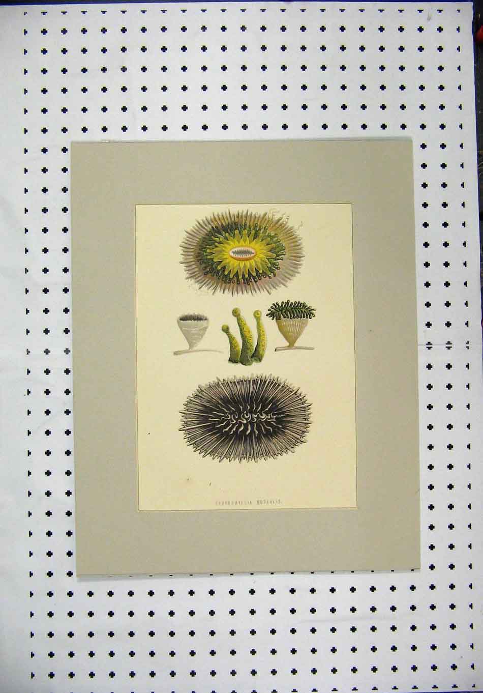 Original Old Antique Print 1869 Caryophyllia Borealis Colour Plants Victorian