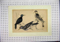 Original Old Antique Print Hand Coloured Colourfull Birds Wildlife