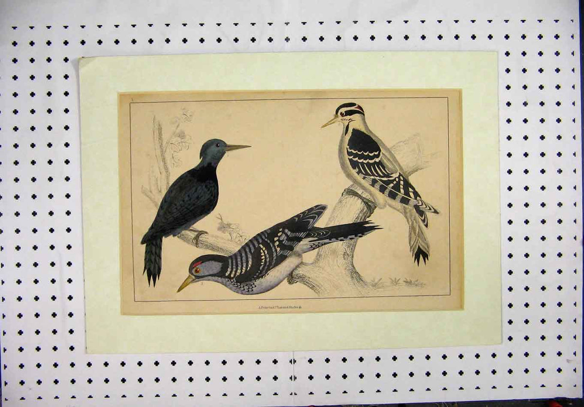 Original Old Antique Print Hand Coloured Colourfull Birds Wildlife