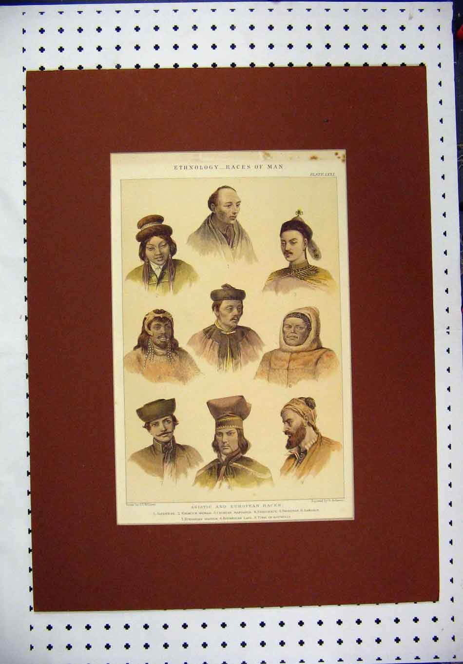 Original Old Antique Print C1890 Hand Coloured Portrait Asiatic European Races