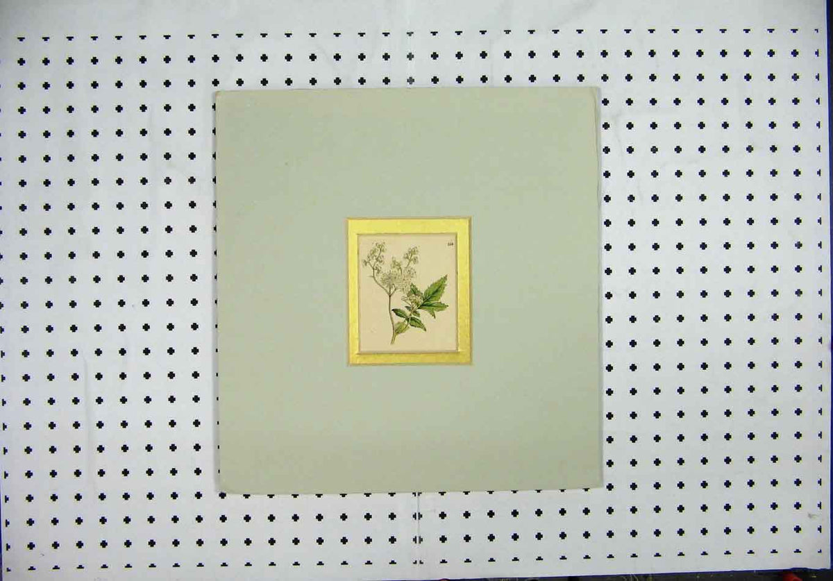 Original Old Antique Print C1840 Hand Coloured Mounted Green White Flower 19th