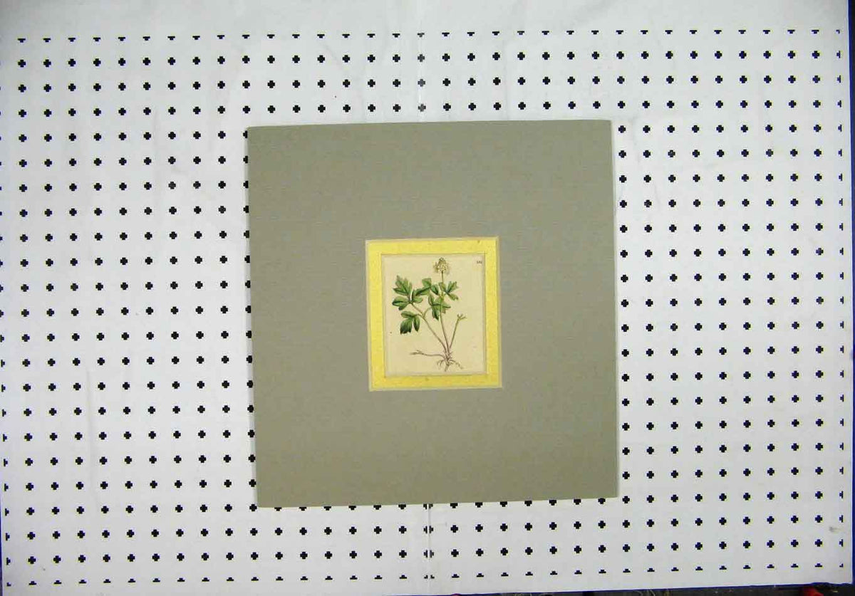 Original Old Antique Print C1850 Hand Cloured Mounted Green White Flower 19th