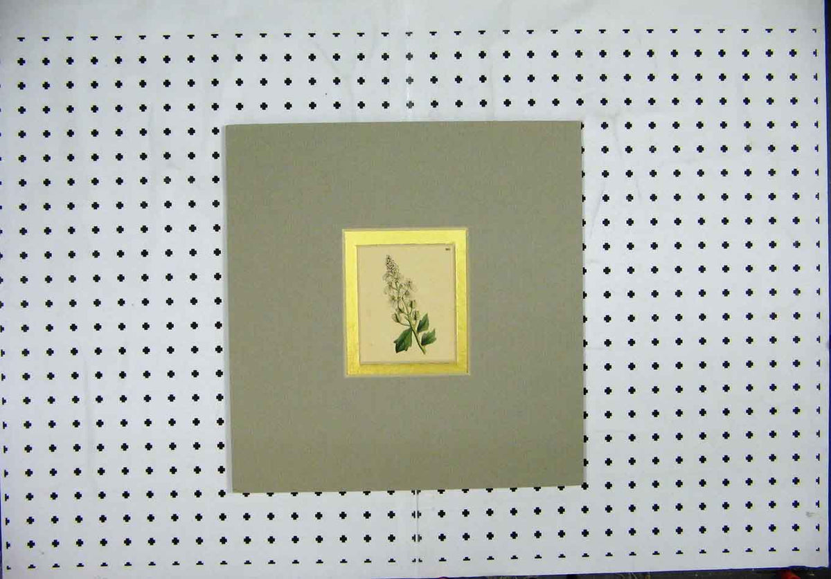Original Old Antique Print Hand Coloured Mounted C1845 Green Leafy Flower 19th