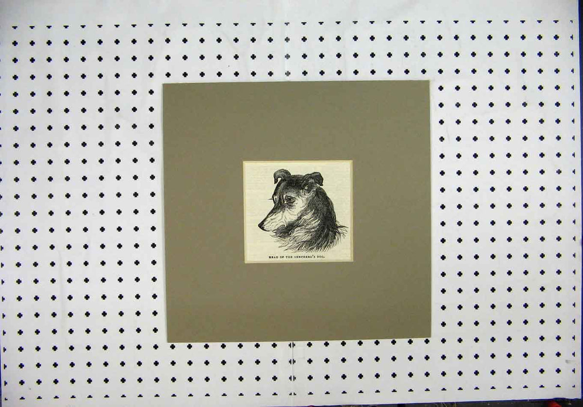 Original Old Antique Print C1844 Engraving Head Shepherd'S Dog Animal Portrait