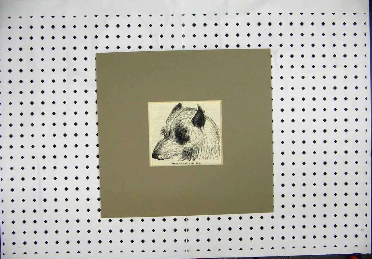 Original Old Antique Print C1844 Engraving Head Wolf Dog Portrait Victorian