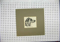 Original Old Antique Print Engraving C1844 Head Dalmation Dogs Head Victorian