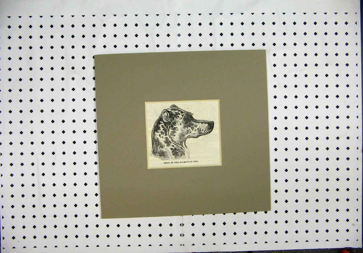 Original Old Antique Print Engraving C1844 Head Dalmation Dogs Head Victorian