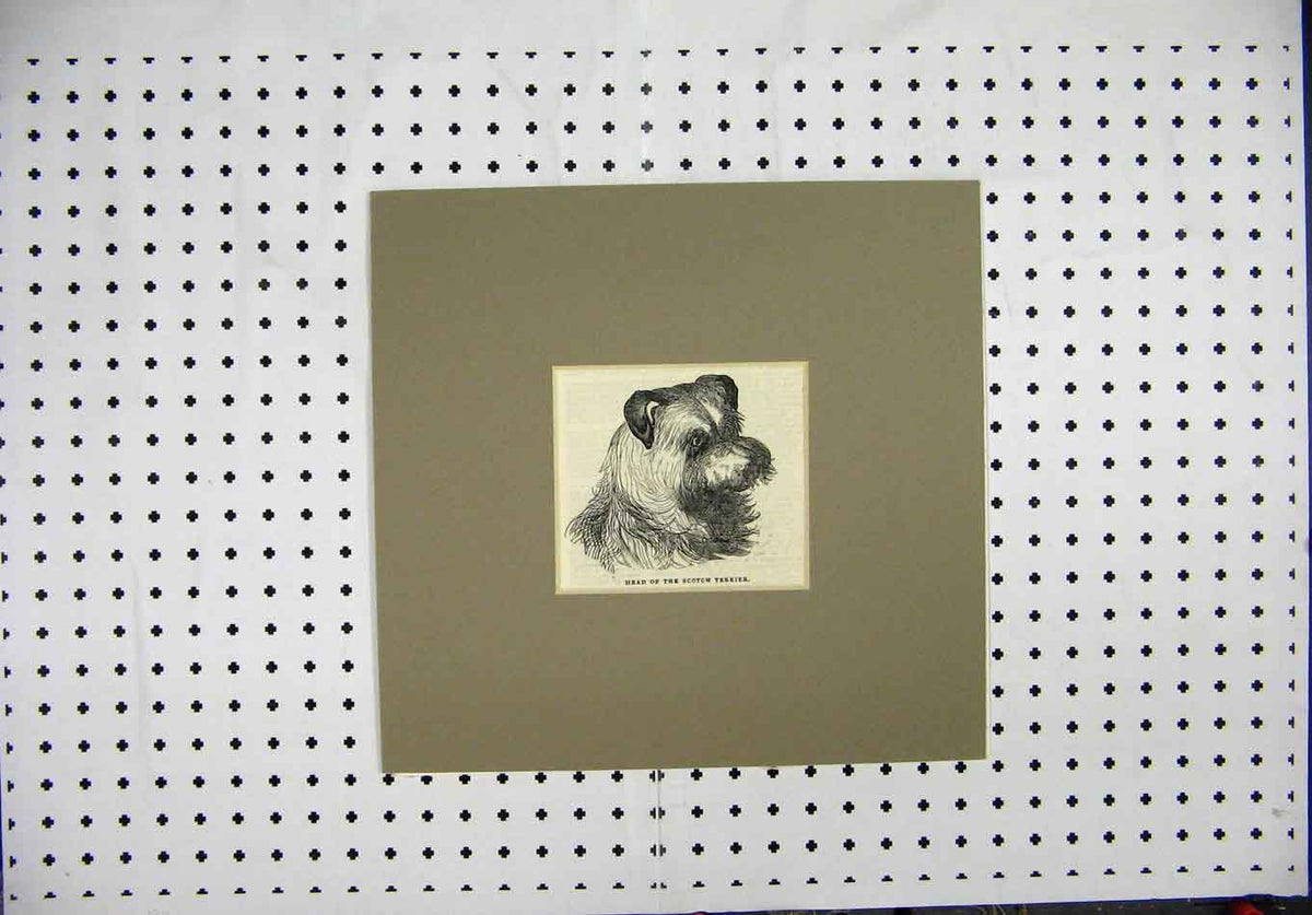 Original Old Antique Print C1844 Engraving Head Scotch Terrier Dog Portrait