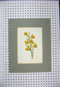 Original Old Antique Print Colour Yellow Flower Broom Green Stem Nature