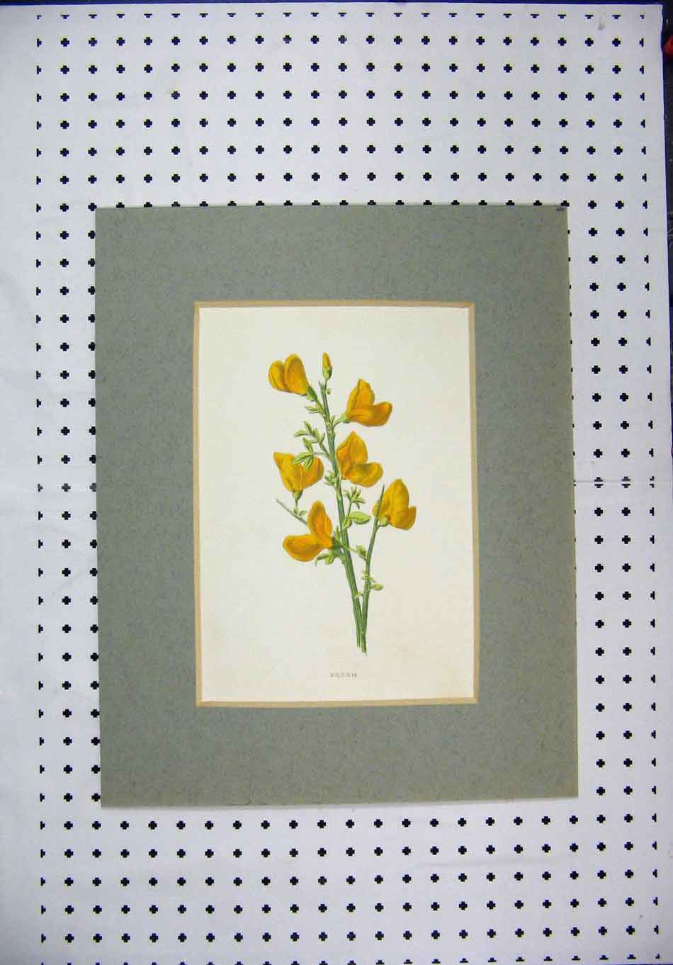 Original Old Antique Print Colour Yellow Flower Broom Green Stem Nature