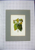 Original Old Antique Print Colour Yellow Flower Tutsan Green Leaves Nature