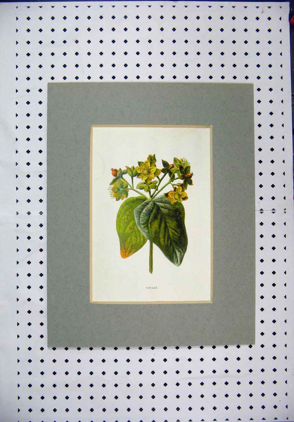 Original Old Antique Print Colour Yellow Flower Tutsan Green Leaves Nature