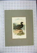 Original Old Antique Print Colour Nature Black Wild Bird Scoter Rock Sea