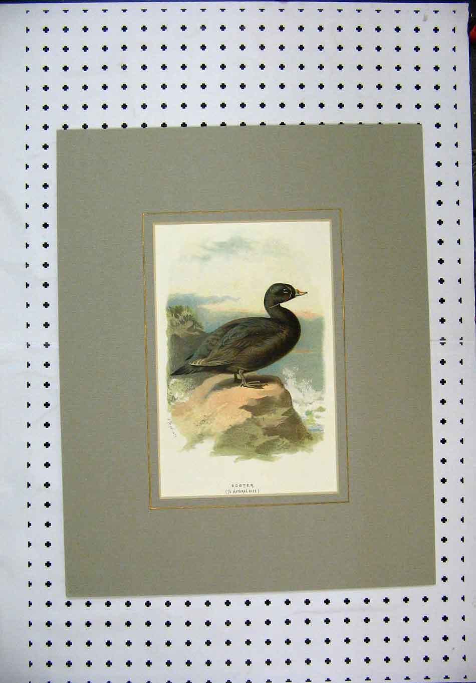 Original Old Antique Print Colour Nature Black Wild Bird Scoter Rock Sea