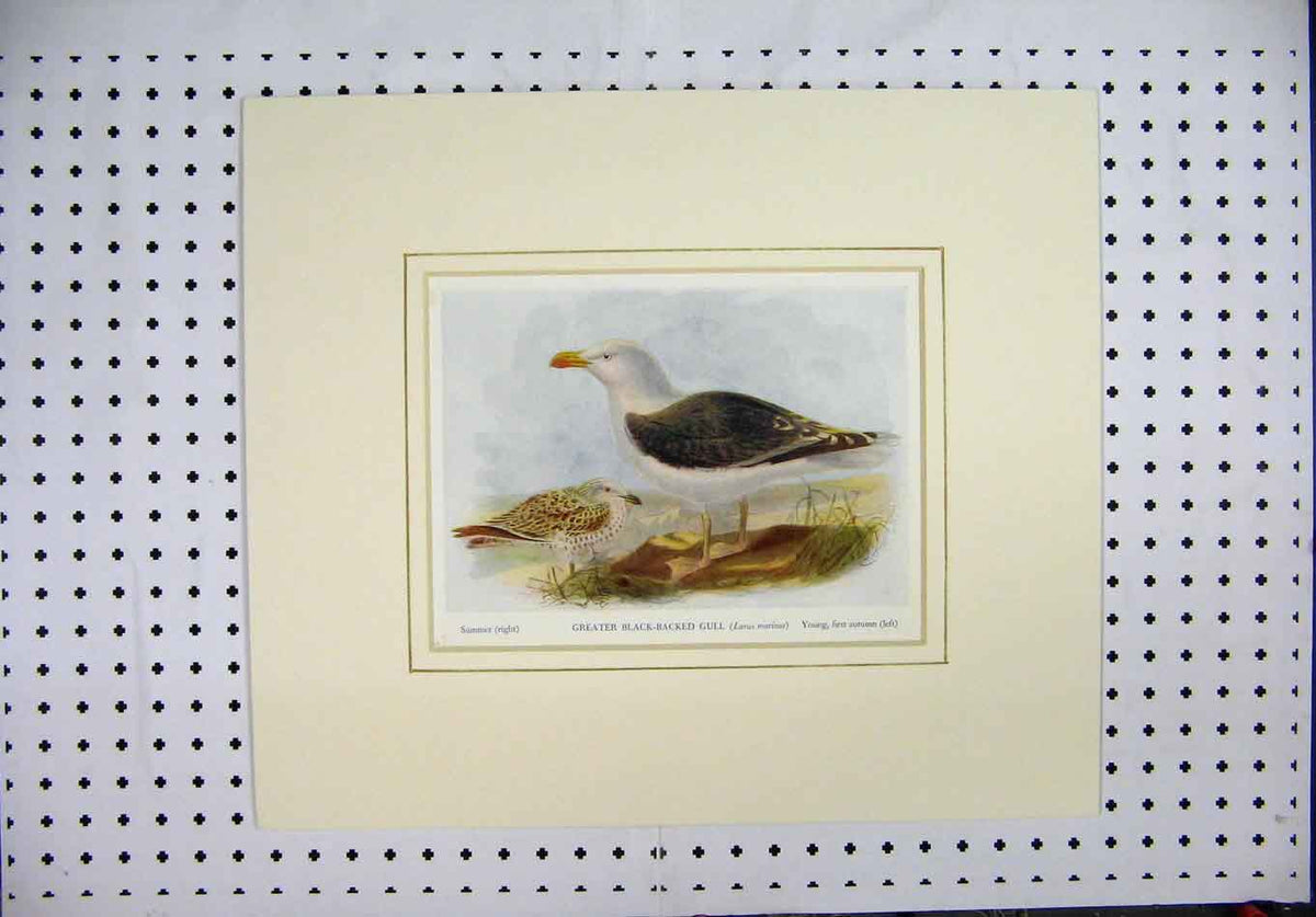 Original Old Antique Print Nature Colour Greater Black-Backed Gull Bird