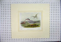Original Old Antique Print Colour Common Tern Black-Headed Gull Sea Birds