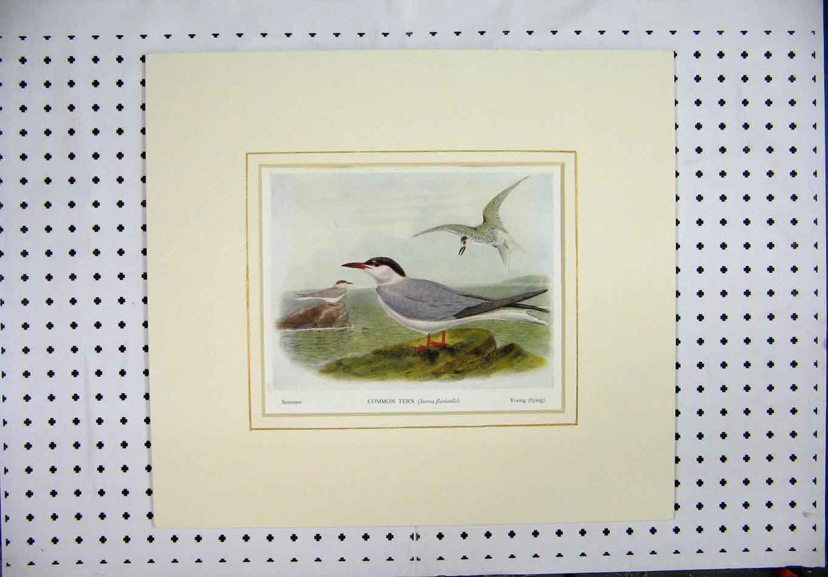 Original Old Antique Print Colour Common Tern Black-Headed Gull Sea Birds