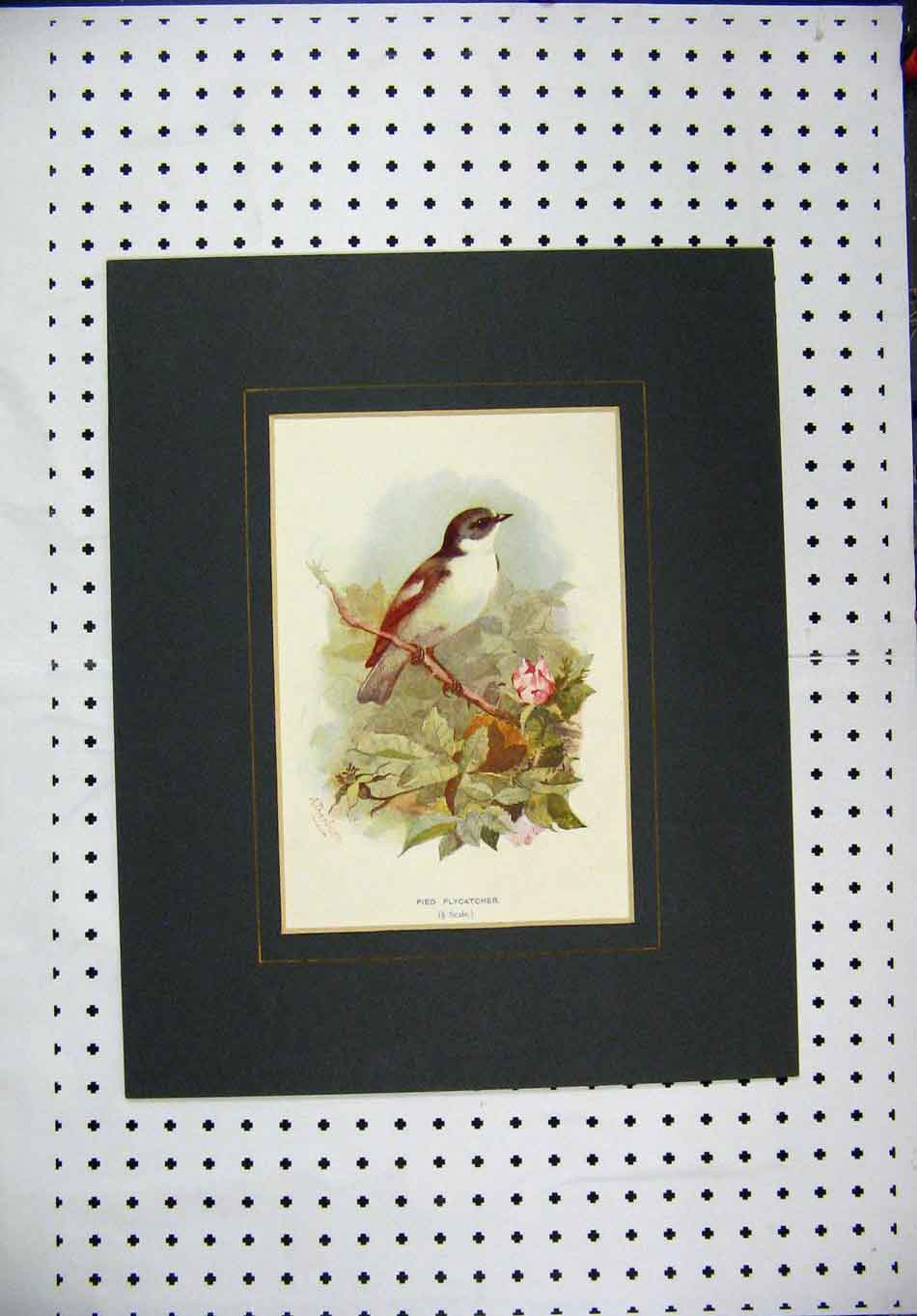 Original Old Antique Print Colour Wild Bird Pied Flycatcher Tree Branch