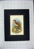 Original Old Antique Print Colour Woodlark Wild Bird Nature Branch Flowers