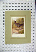 Original Old Antique Print Colour Moor-Hen Wild Bird Nature Grass River