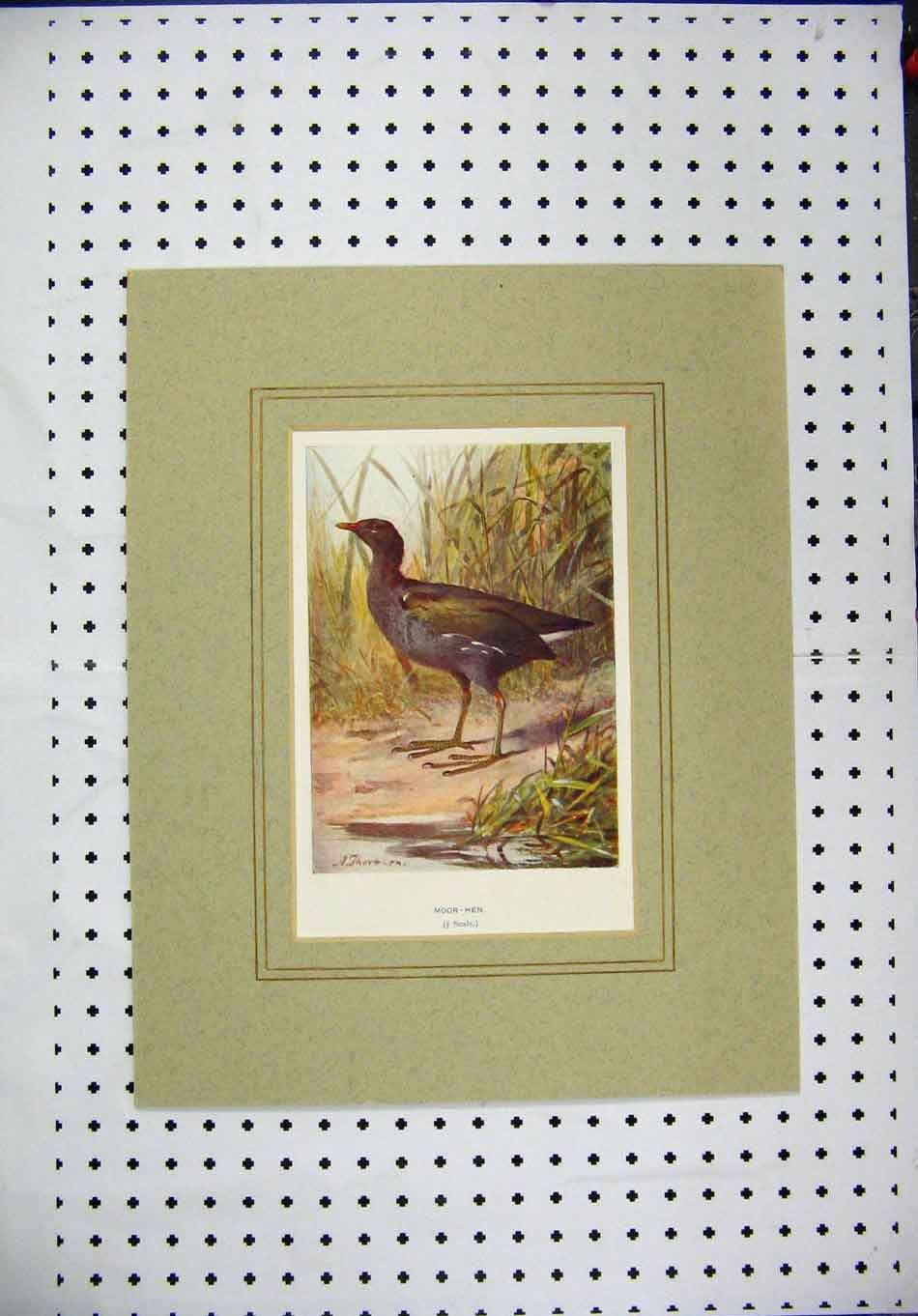 Original Old Antique Print Colour Moor-Hen Wild Bird Nature Grass River