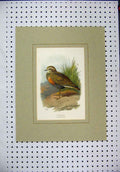 Original Old Antique Print C1890 Colour Wild Bird Dotterel Nature Grass 19th