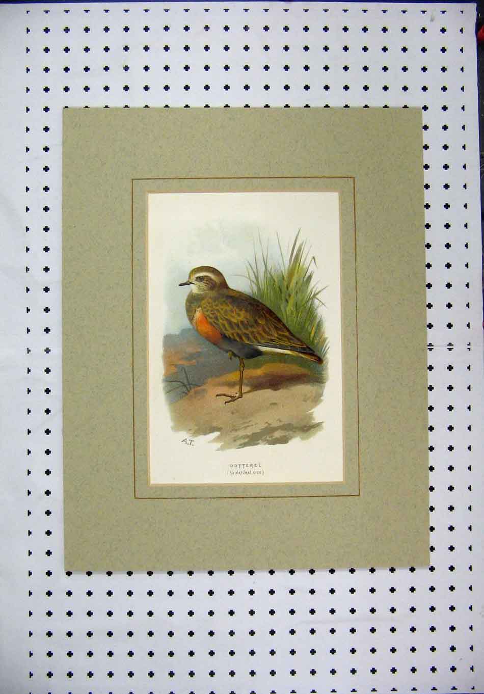 Original Old Antique Print C1890 Colour Wild Bird Dotterel Nature Grass 19th