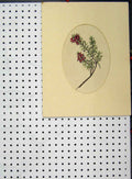 Original Old Antique Print C1896 Hand Coloured Flower Red Green Botanical 19th