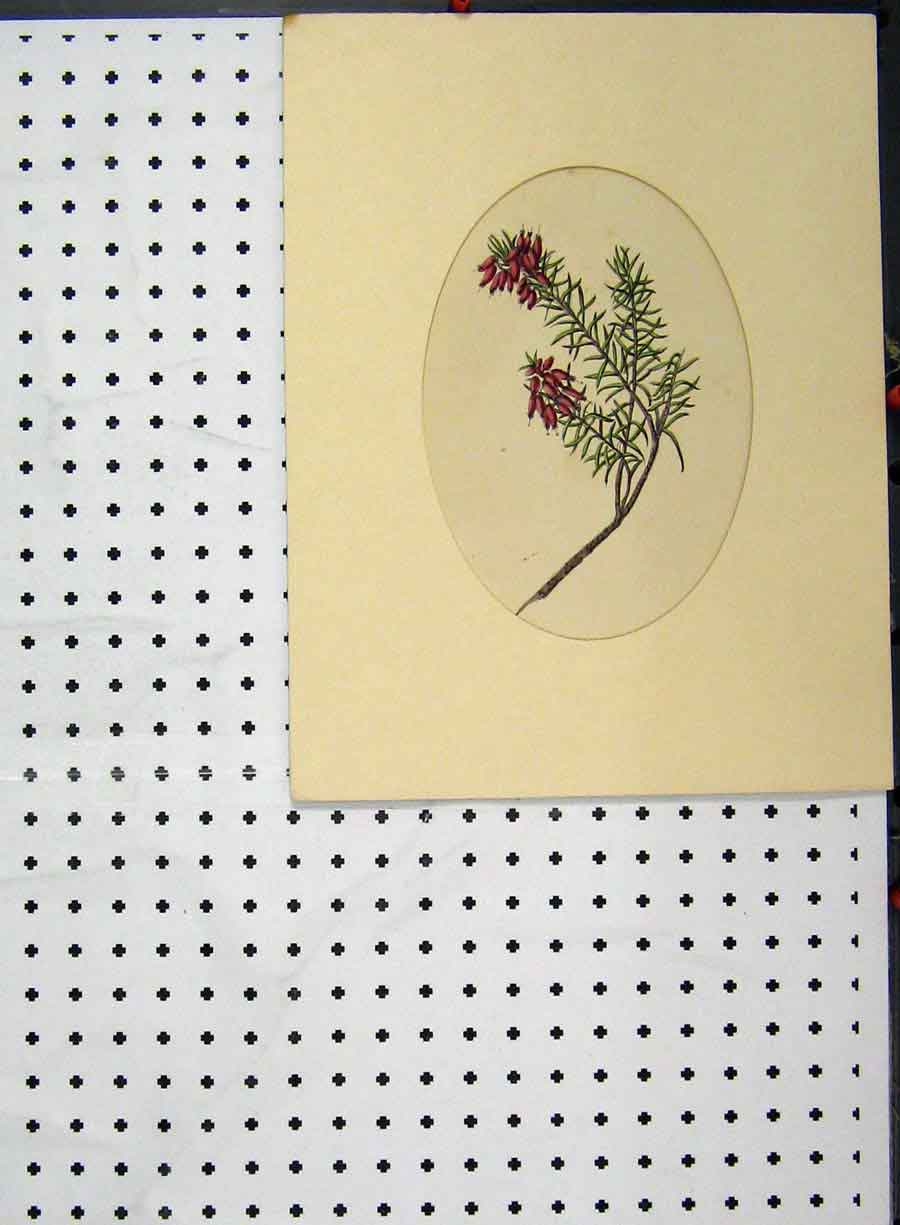Original Old Antique Print C1896 Hand Coloured Flower Red Green Botanical 19th