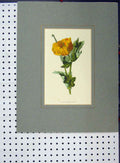 Original Old Antique Print Yellow Horned Poppy C1896 Hand Coloured Flower Plant