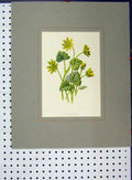 Original Old Antique Print Lesser Celandine Yellow Flower C1896 Hand Coloured