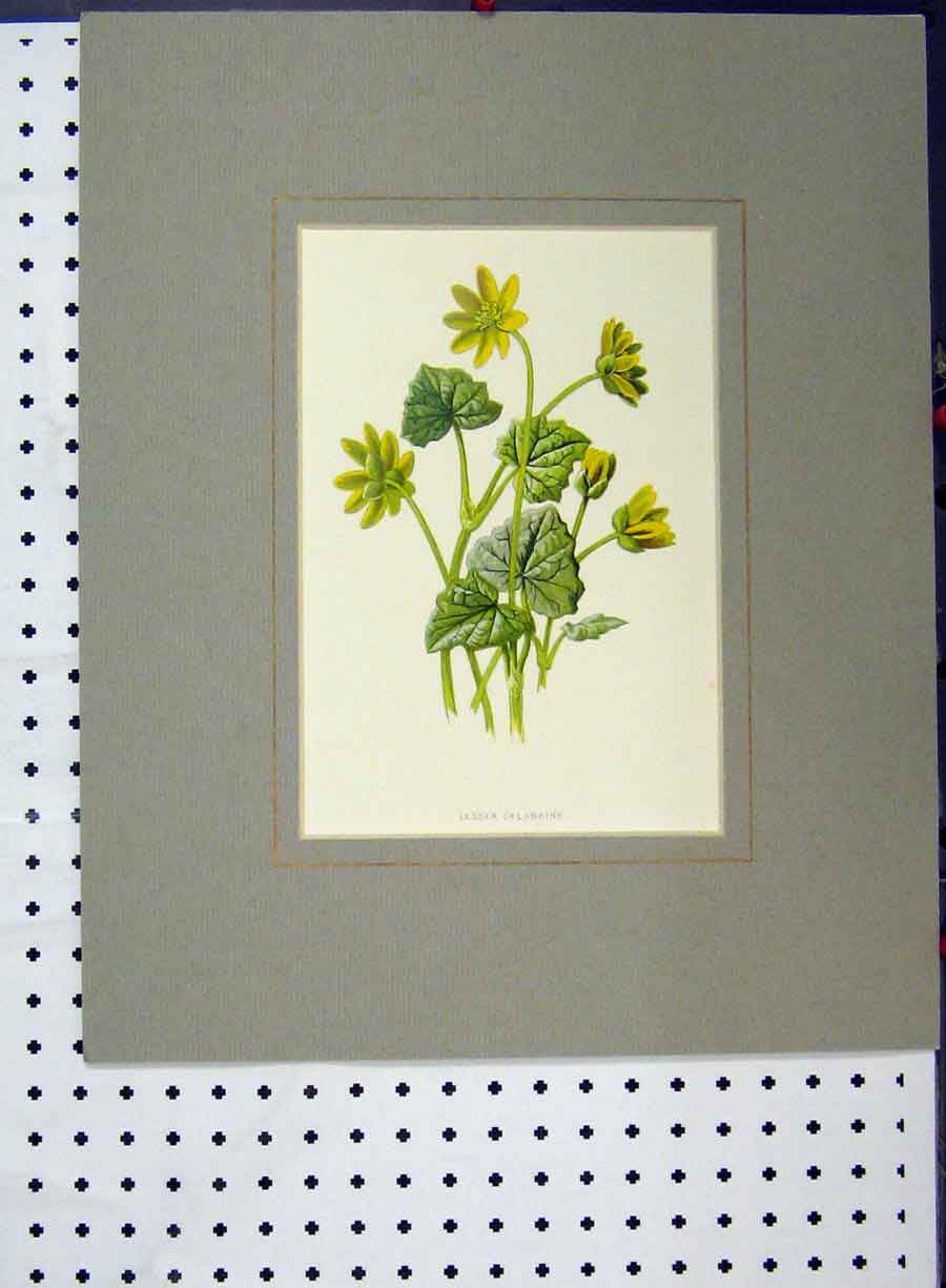 Original Old Antique Print Lesser Celandine Yellow Flower C1896 Hand Coloured