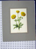 Original Old Antique Print Double Buttercup Flower C1896 Hand Coloured Yellow