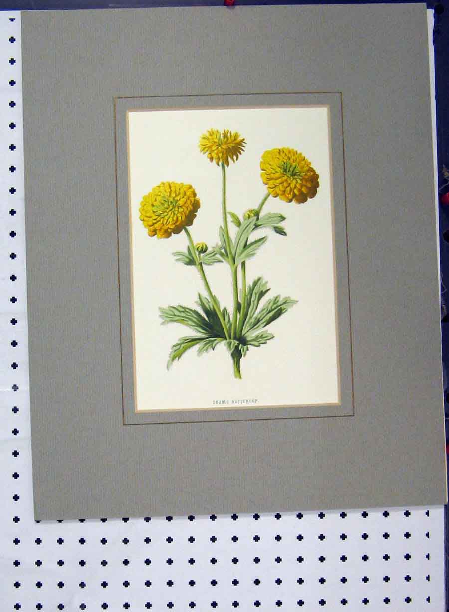 Original Old Antique Print Double Buttercup Flower C1896 Hand Coloured Yellow
