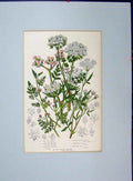 Old Antique Print Parsley Sea Side Carot Prickly Samphire C1896 Botanical 19th