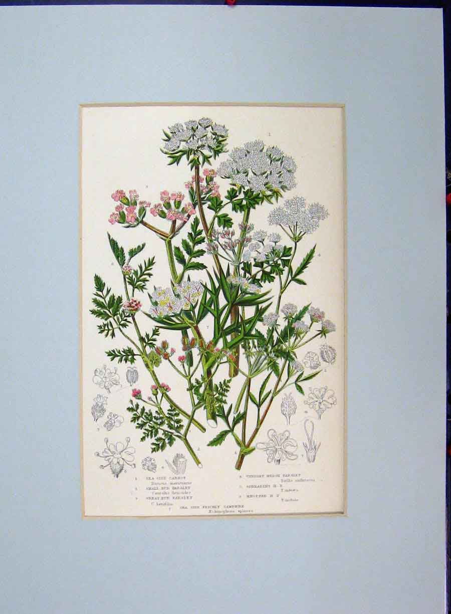 Old Antique Print Parsley Sea Side Carot Prickly Samphire C1896 Botanical 19th