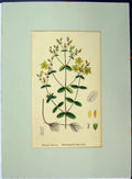 Old Antique Print Waved-Leaved St John'S Wort Herb Plant C1896 Botanical 19th