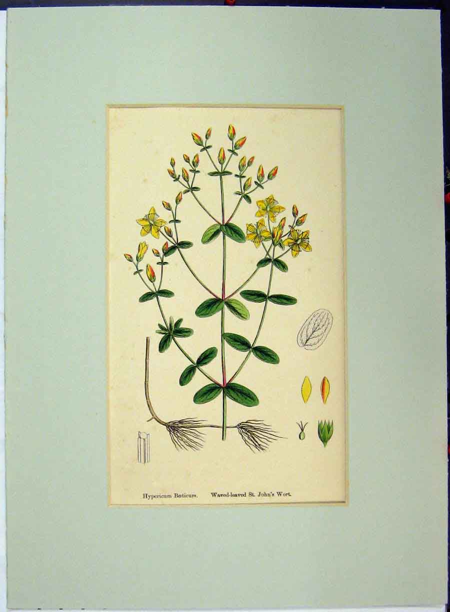 Old Antique Print Waved-Leaved St John'S Wort Herb Plant C1896 Botanical 19th