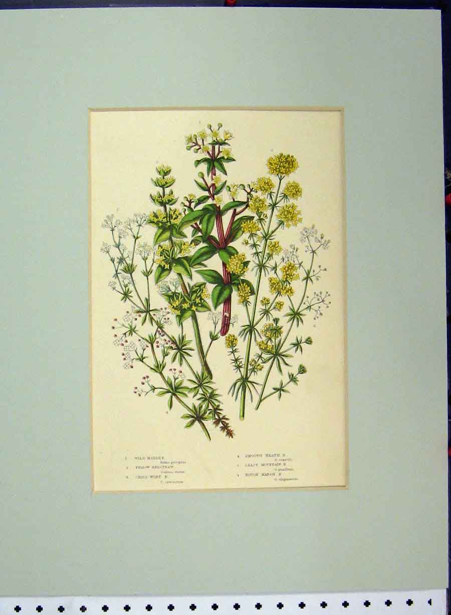 Original Old Antique Print Wild Madder Yellow Bedstraw Cross-Wort Marsh Plants