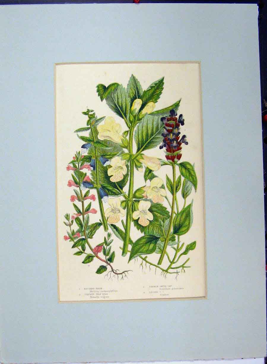 Original Old Antique Print Common Self Heal Scull Cap Balm Palnts Flowers C1896