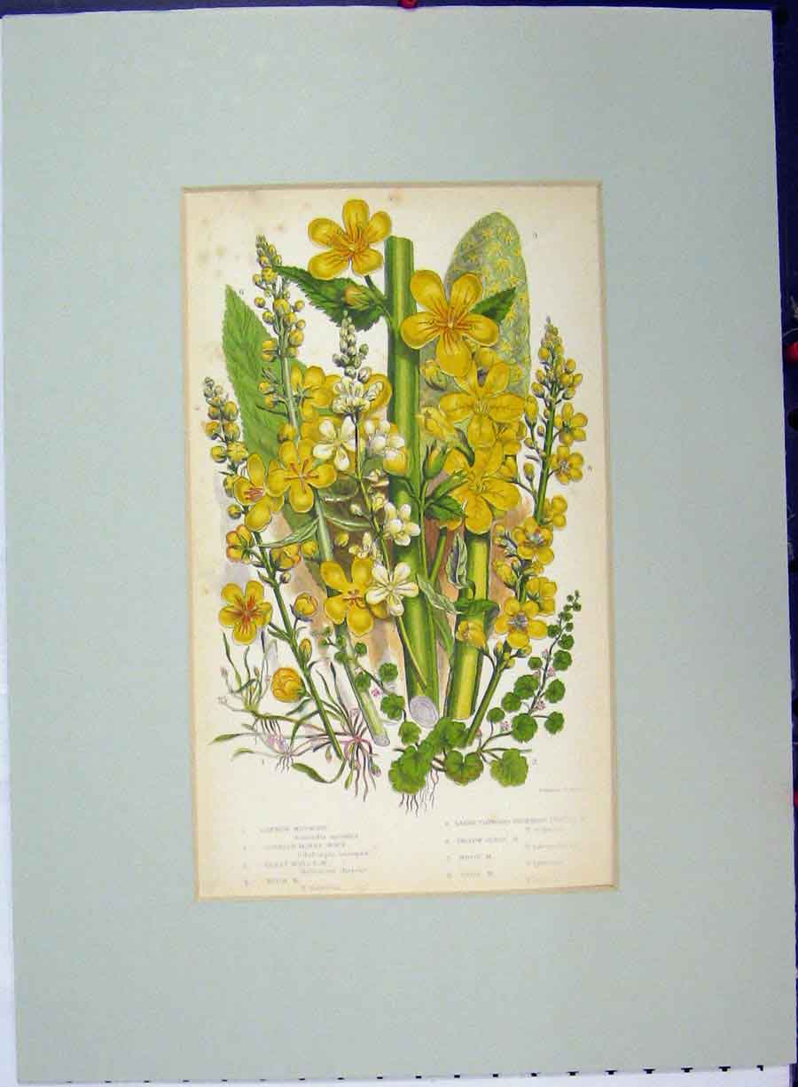 Original Old Antique Print Common Mudwort Money Mullein Primrose Flowers C1896