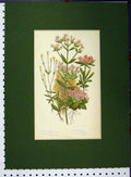 Original Old Antique Print Comon Centaury Dwarf Branched Dwarf Tufted Flower