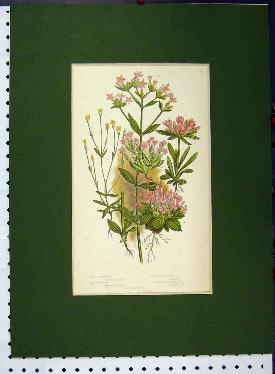 Original Old Antique Print Comon Centaury Dwarf Branched Dwarf Tufted Flower