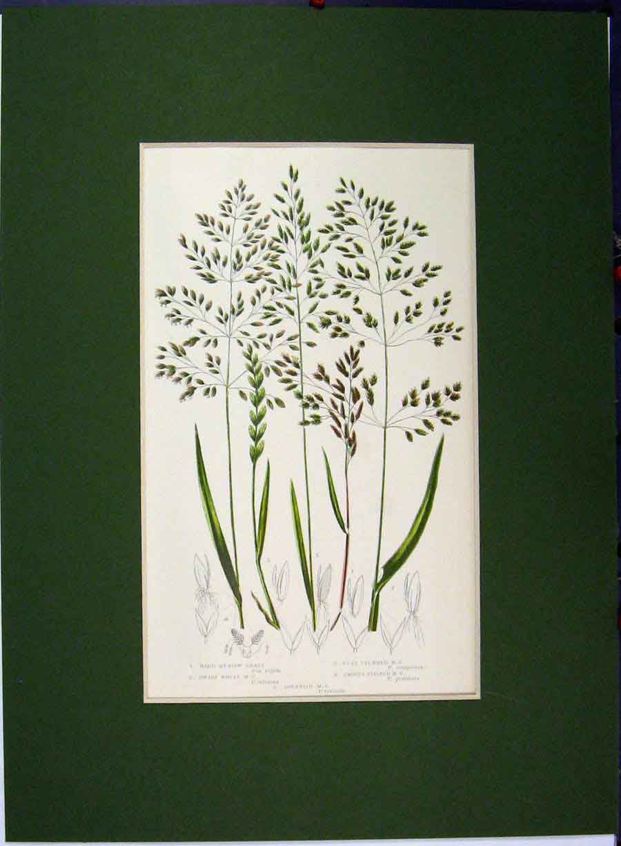 Original Old Antique Print Meadow Grass Dwarf Wheat Flat Stemmed Stalked C1896